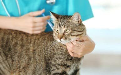 dettagio di camice verde da veterinario e mani femminili che fanno una puntura sul collo di un gatto tigrato grigio in primo piano